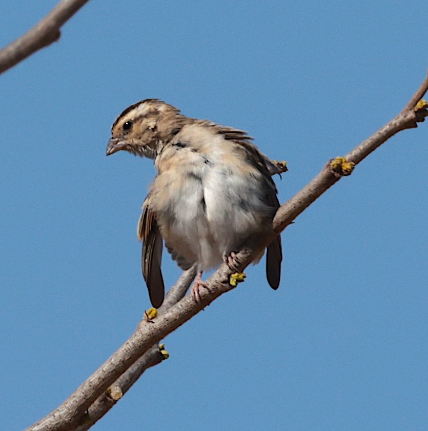 Vidua sp. - ML644069205