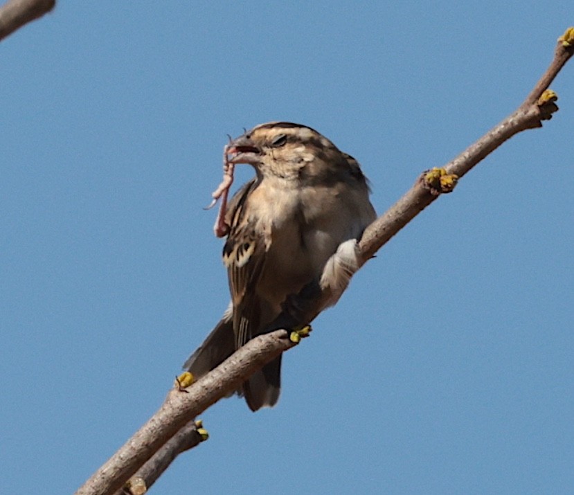 Vidua sp. - ML644069206