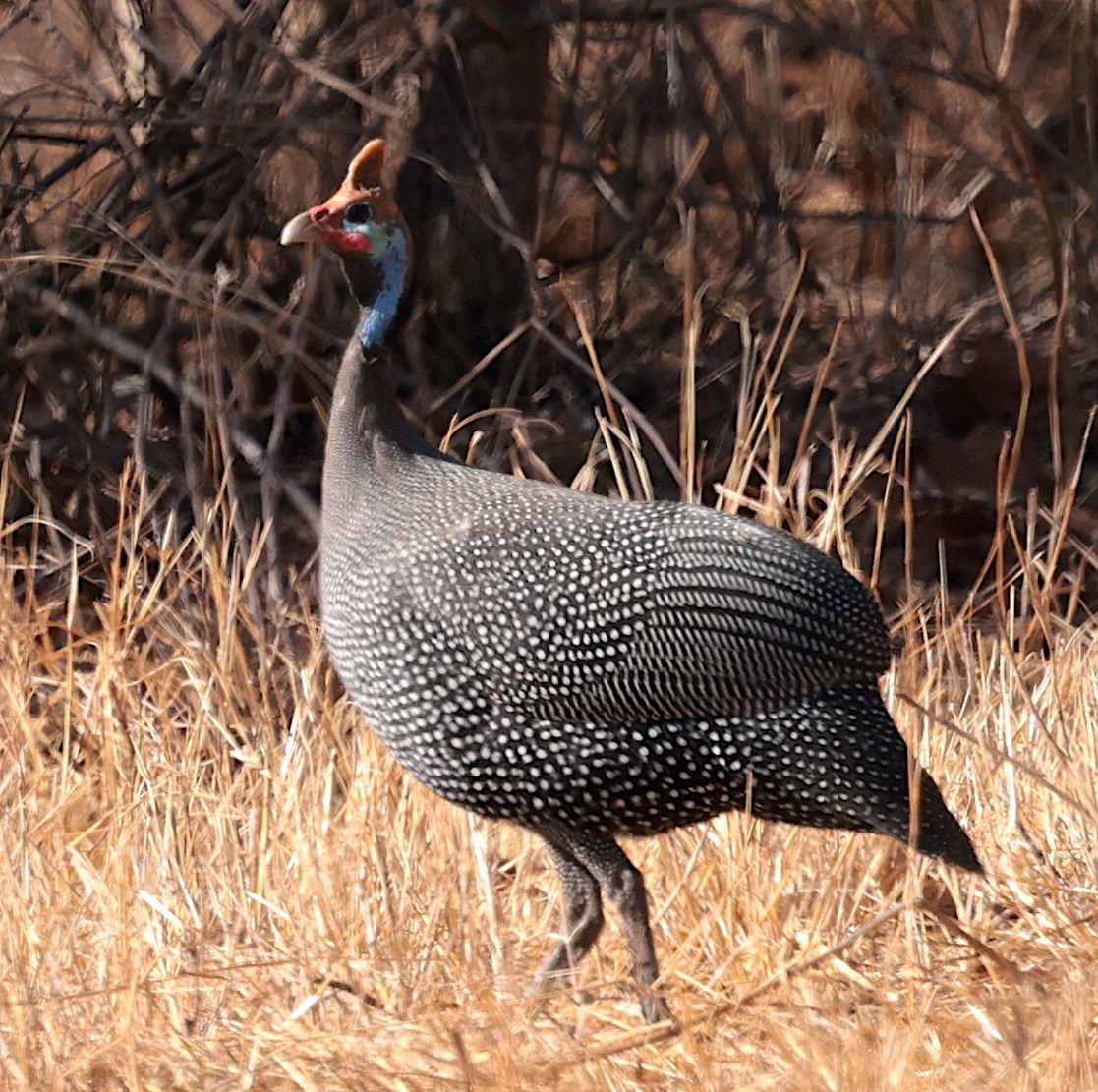 Helmeted Guineafowl (Reichenow's) - ML644069208