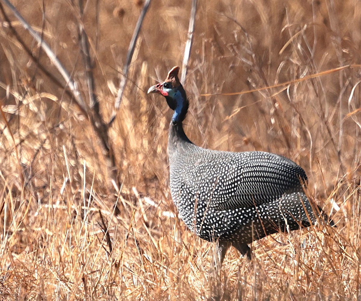 Helmeted Guineafowl (Reichenow's) - ML644069209