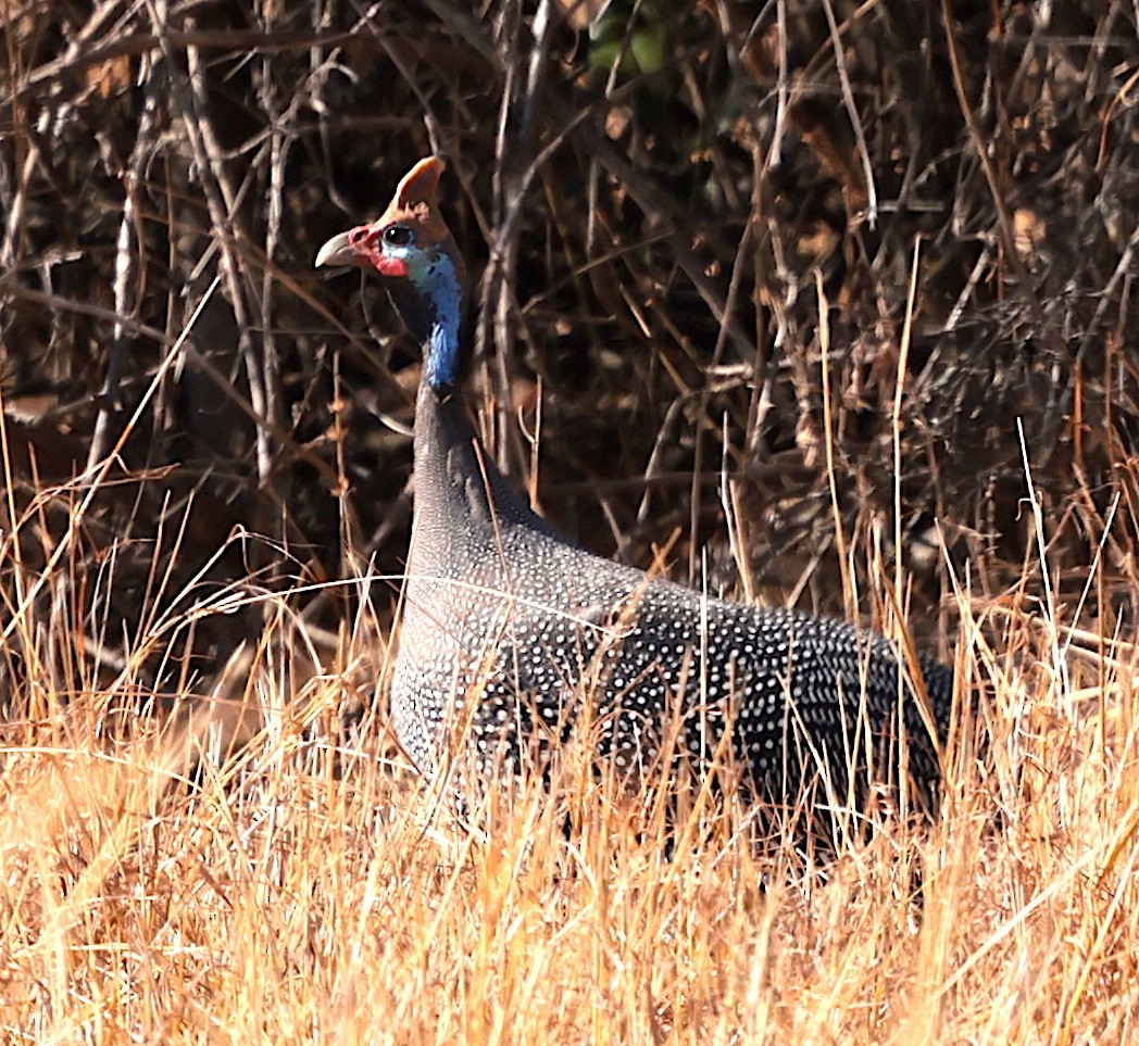 Helmeted Guineafowl (Reichenow's) - ML644069210