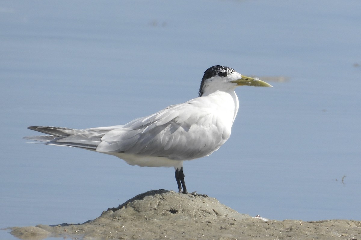鳳頭燕鷗 - ML644069211