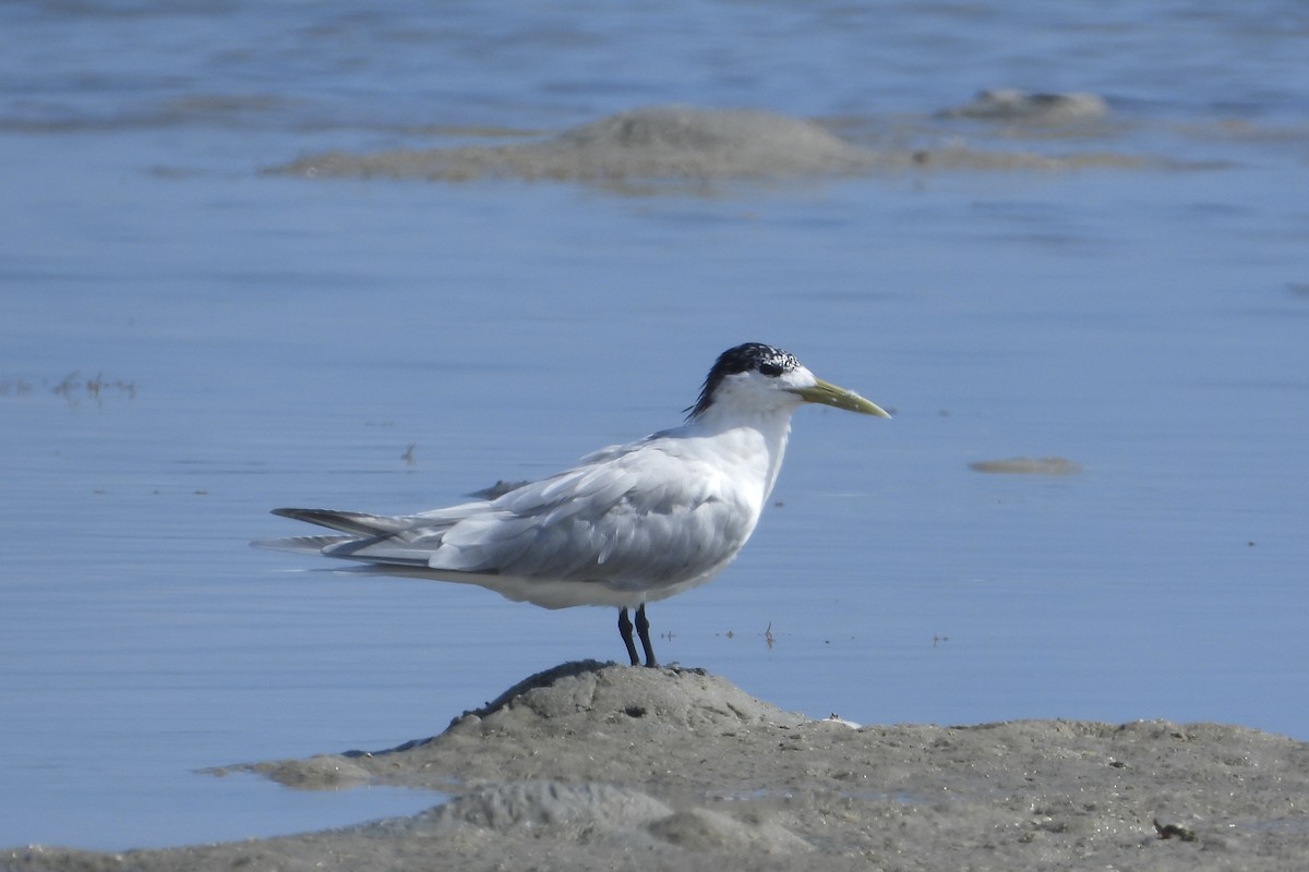 鳳頭燕鷗 - ML644069212
