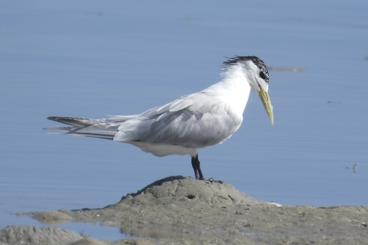 鳳頭燕鷗 - ML644069213