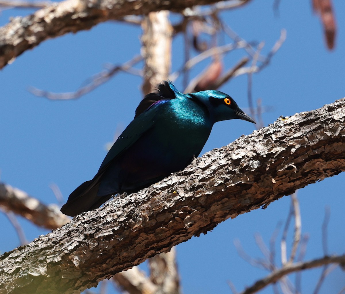 Greater Blue-eared Starling - ML644069216