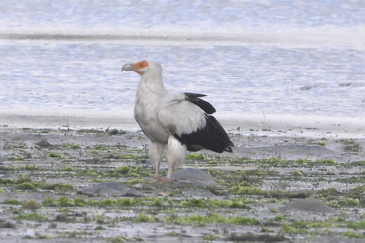 Palm-nut Vulture - ML644069227