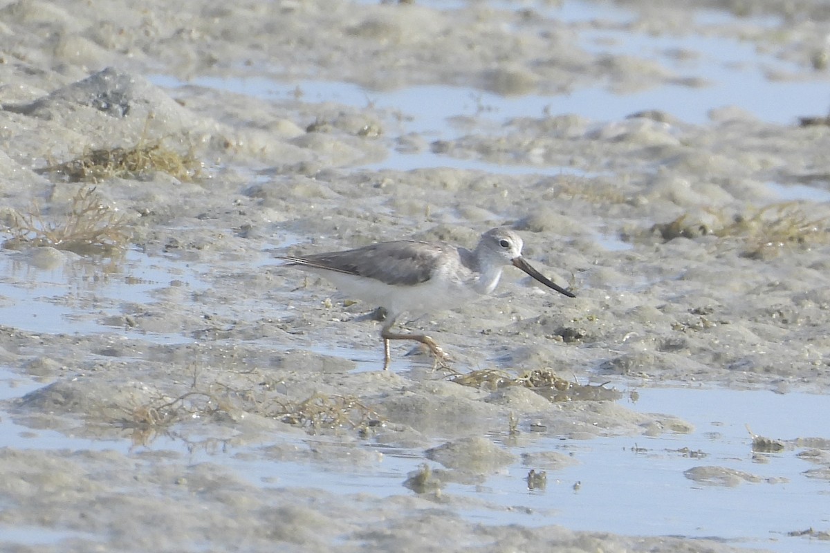 Terek Sandpiper - ML644069237