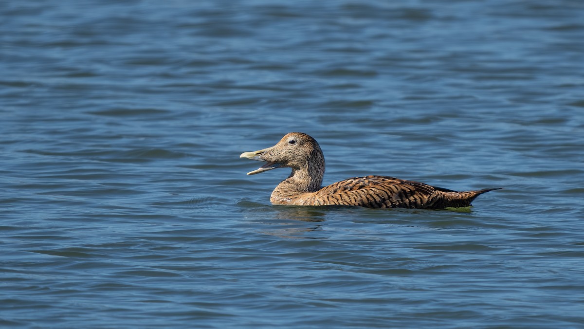 Common Eider - ML644069238