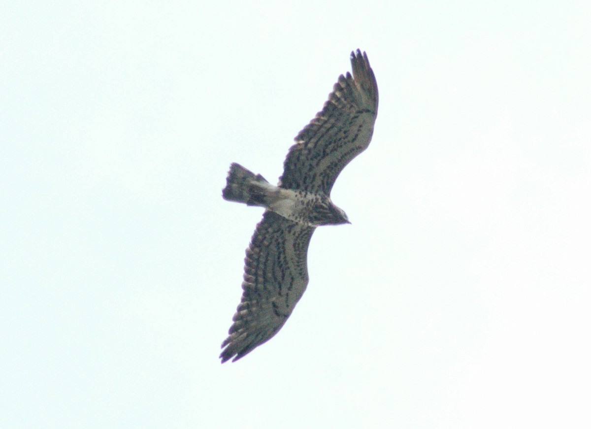 Short-toed Snake-Eagle - ML644069244