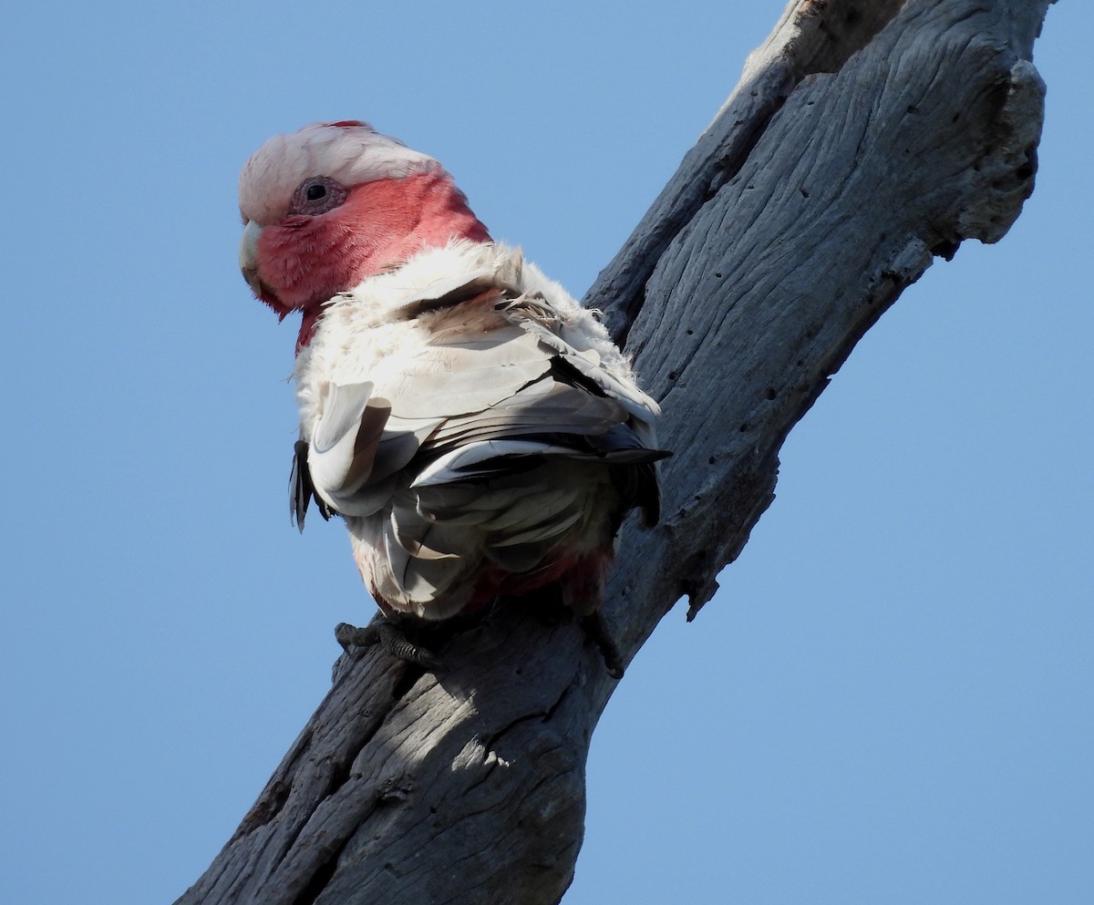 Galah - ML644069255