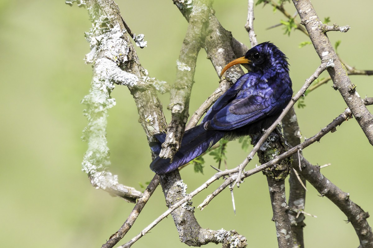 Abyssinian Scimitarbill - ML644069296