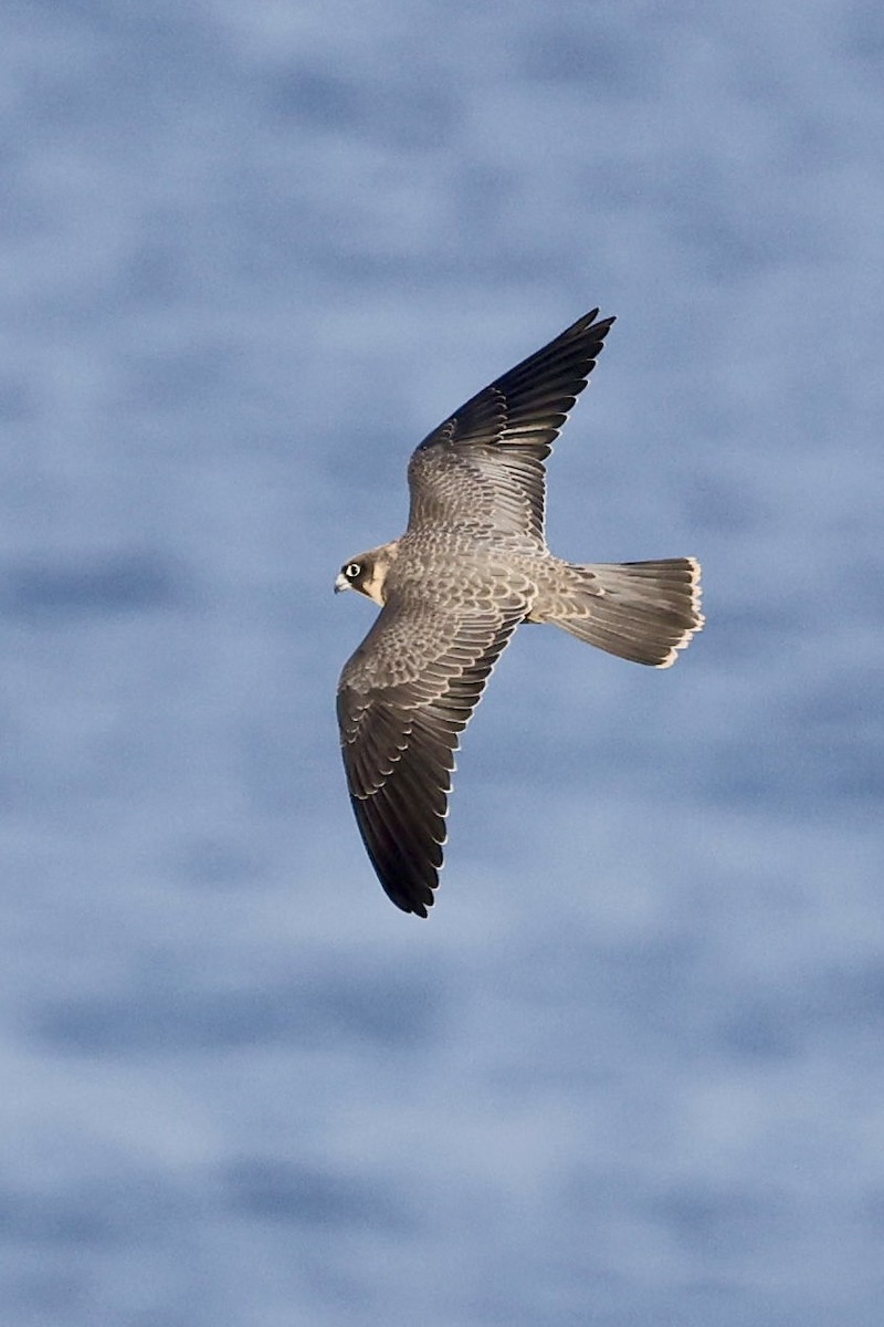 sotfalk - ML644069300