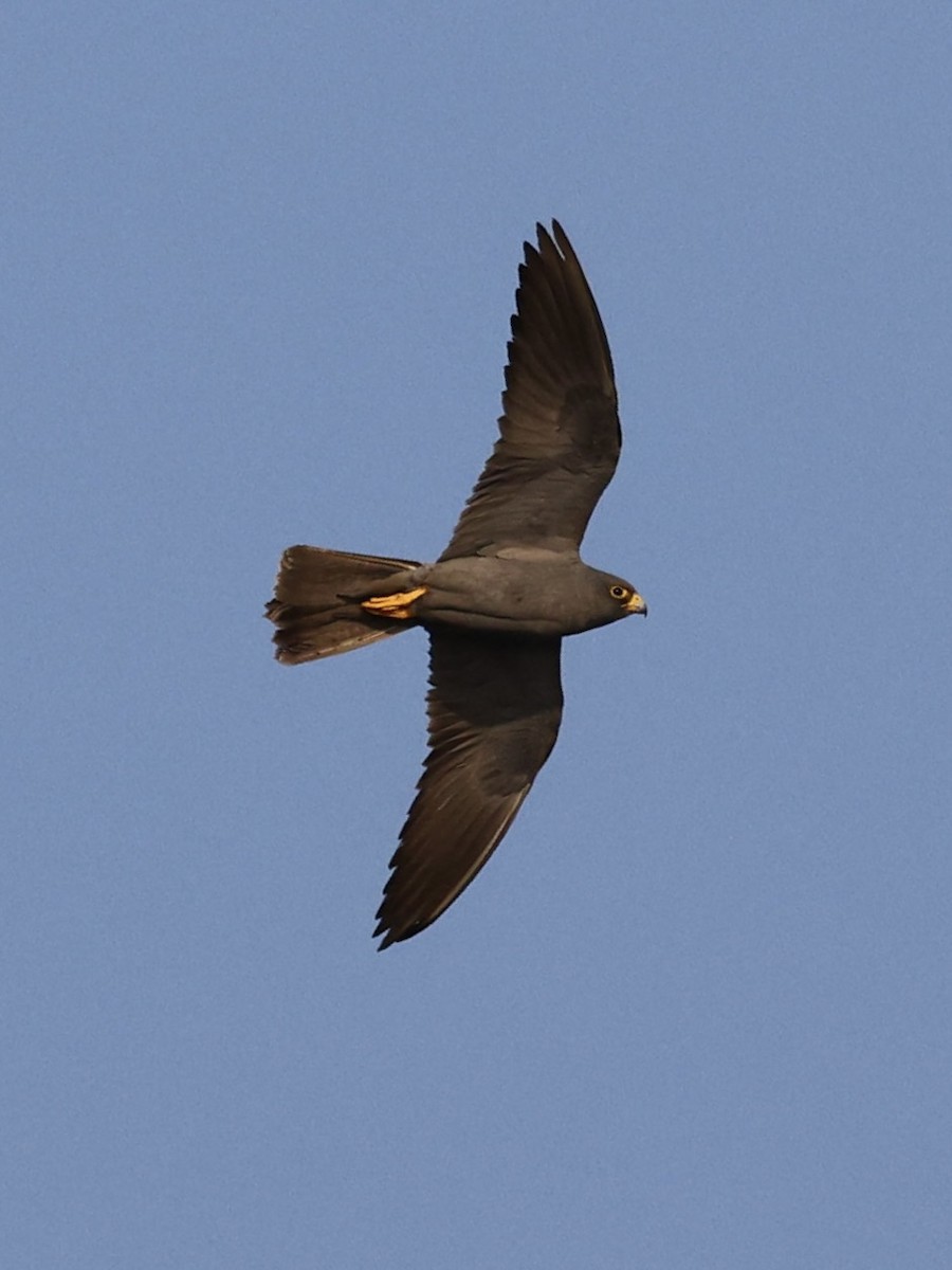 sotfalk - ML644069301