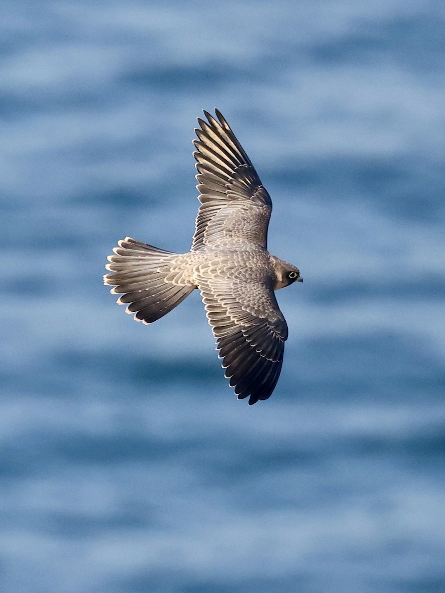 sotfalk - ML644069302