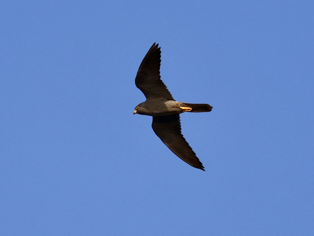 sotfalk - ML644069303