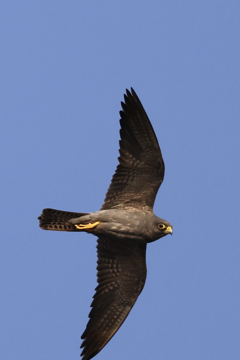 sotfalk - ML644069304