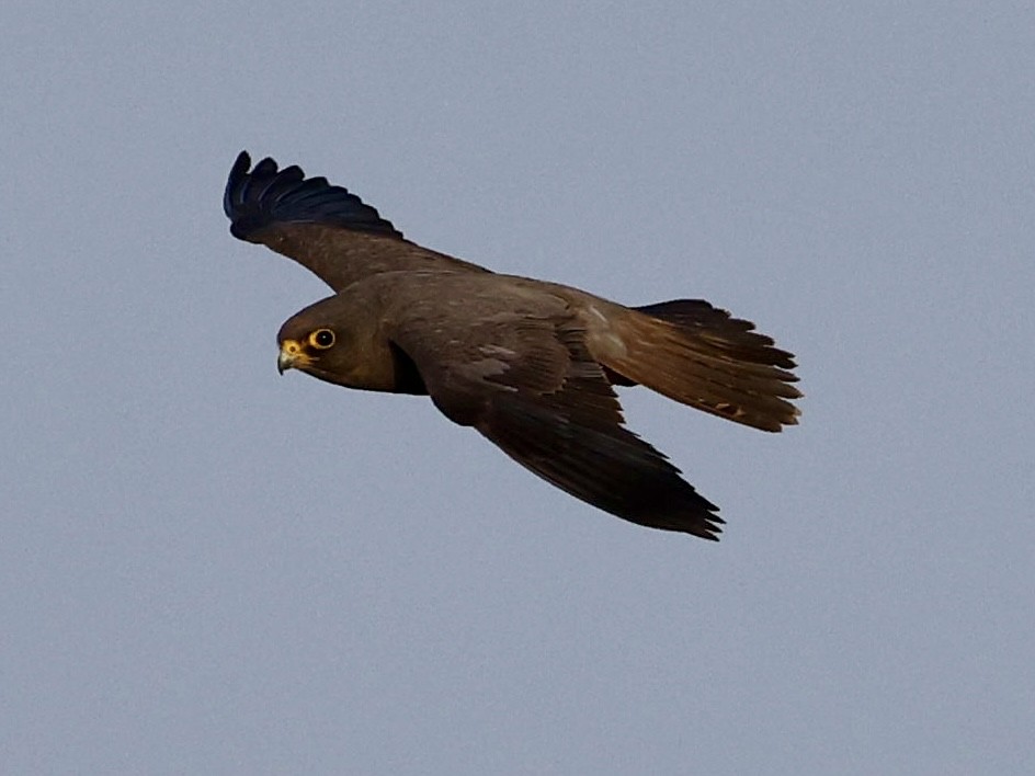 sotfalk - ML644069305