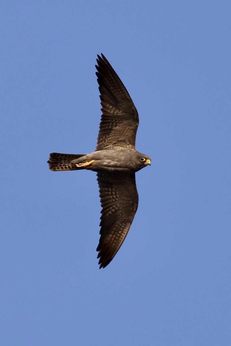 sotfalk - ML644069306