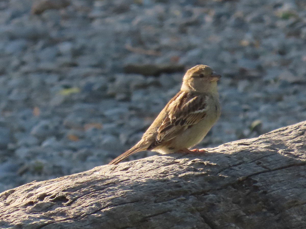 House Sparrow - ML644069334