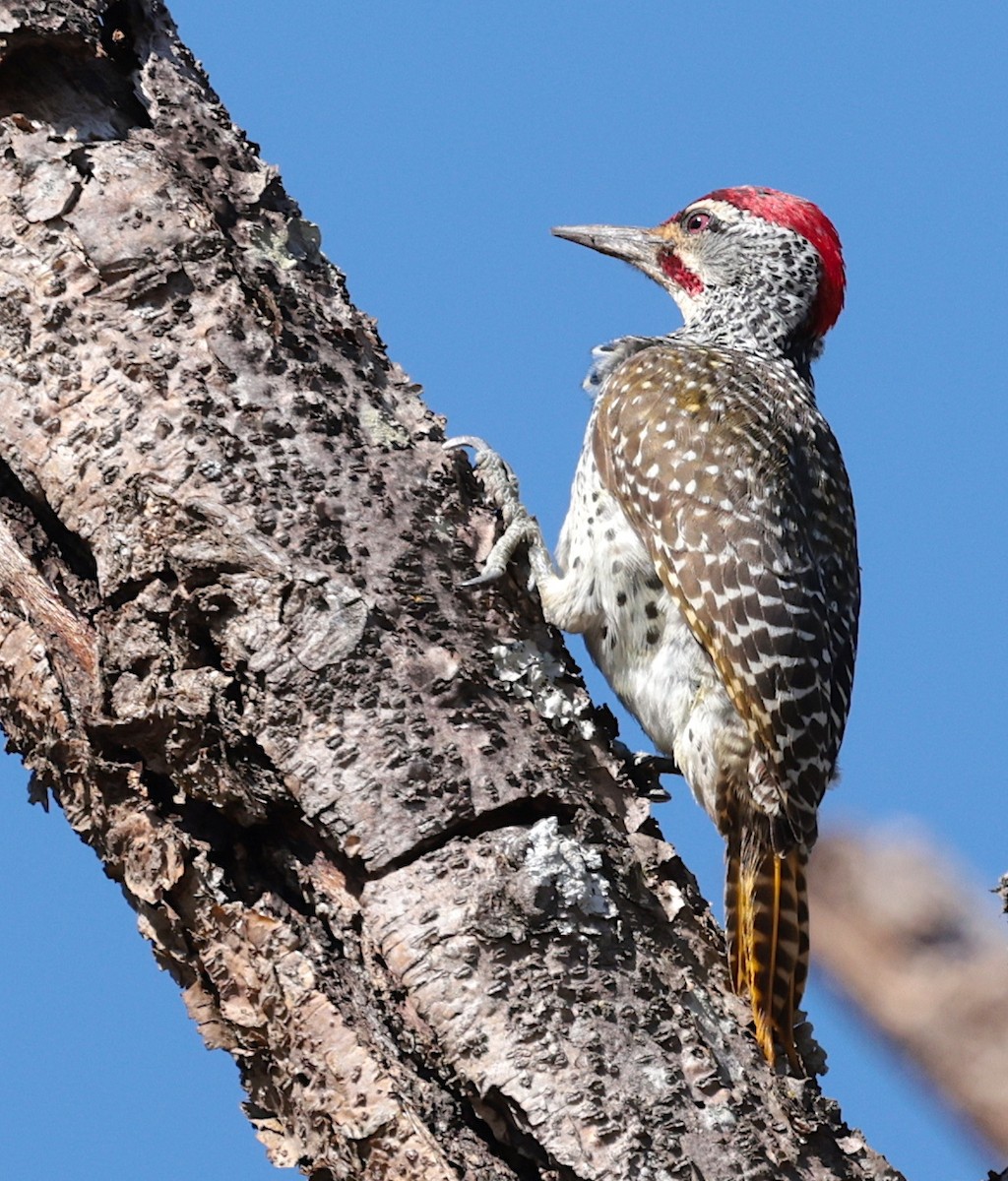 Nubian Woodpecker - ML644069370