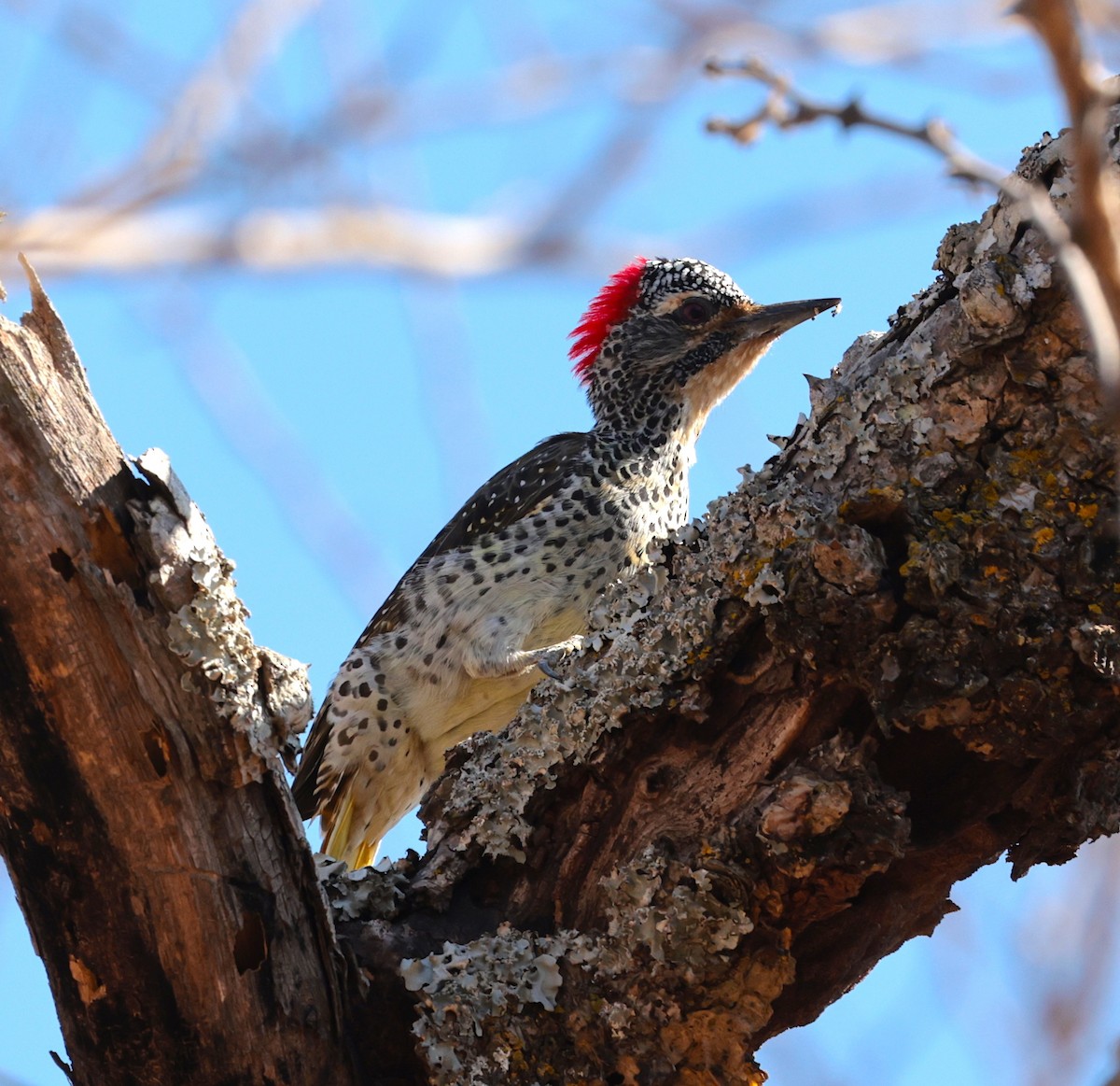 Nubian Woodpecker - ML644069371