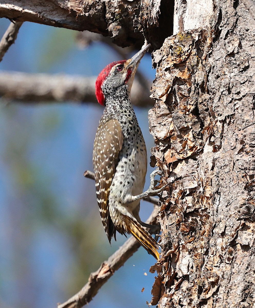 Nubian Woodpecker - ML644069372