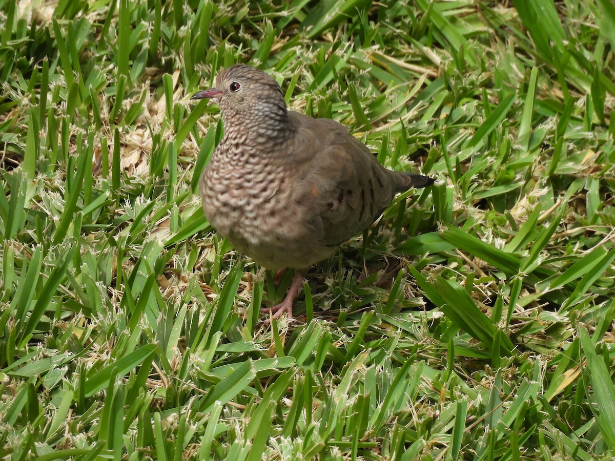 Common Ground Dove - ML644069437