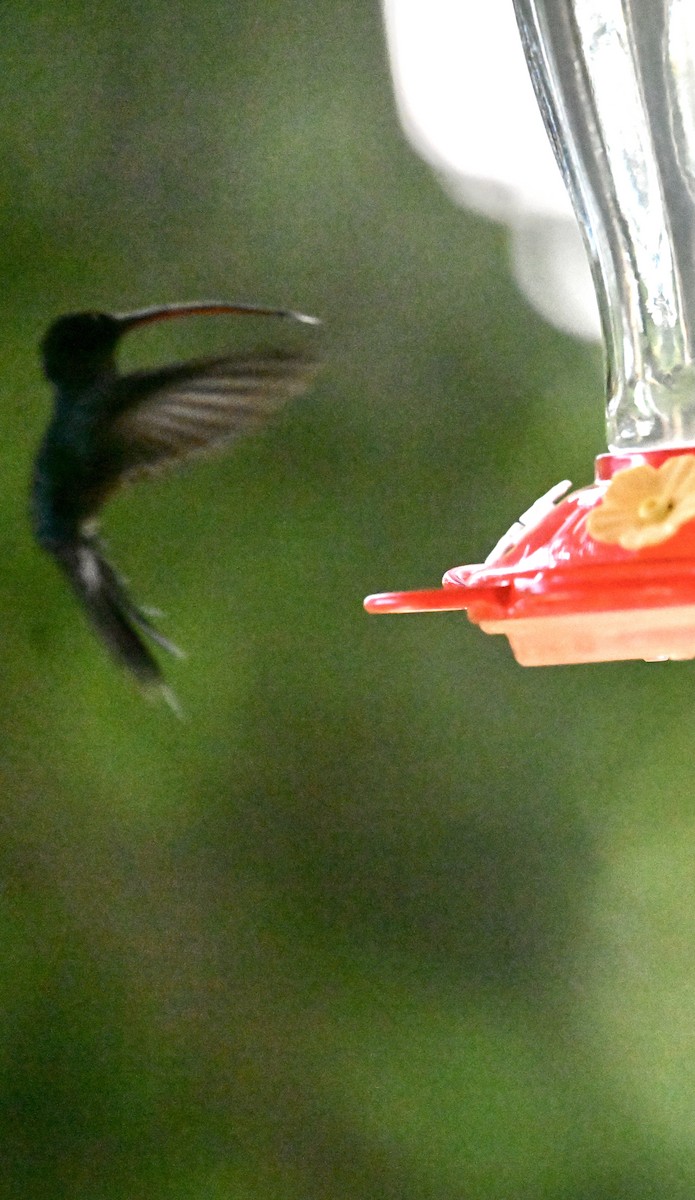 Зелёный колибри-отшельник - ML644069446