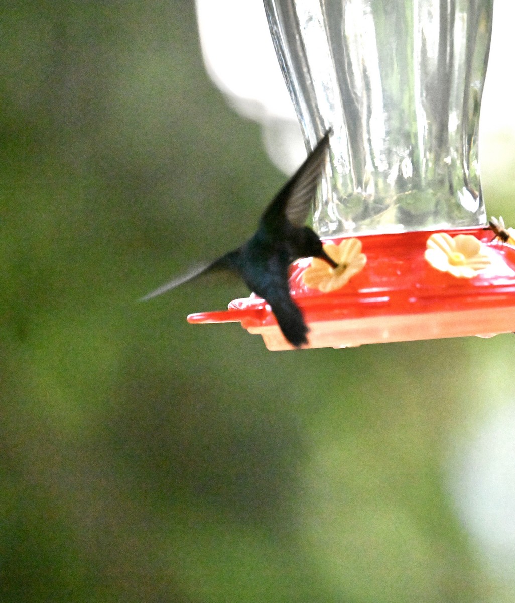 Зелёный колибри-отшельник - ML644069447