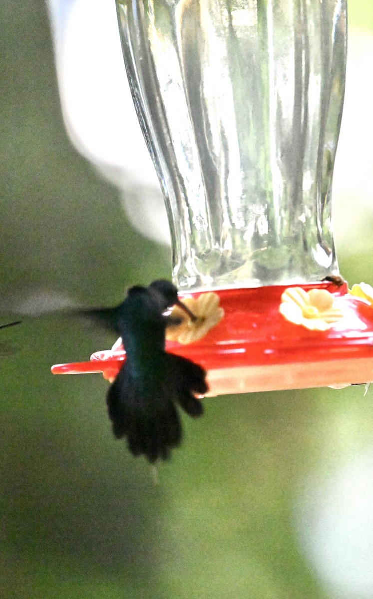 Зелёный колибри-отшельник - ML644069448