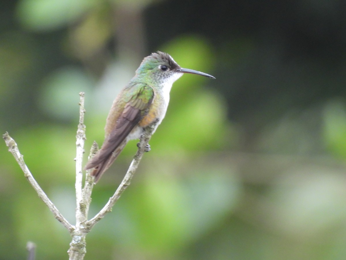 Azure-crowned Hummingbird - ML644069452