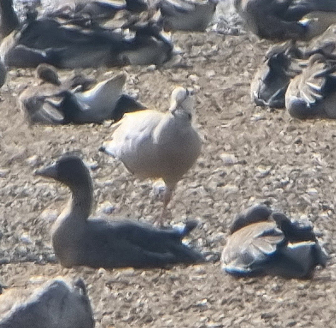 Хээрийн галуу - ML644069460