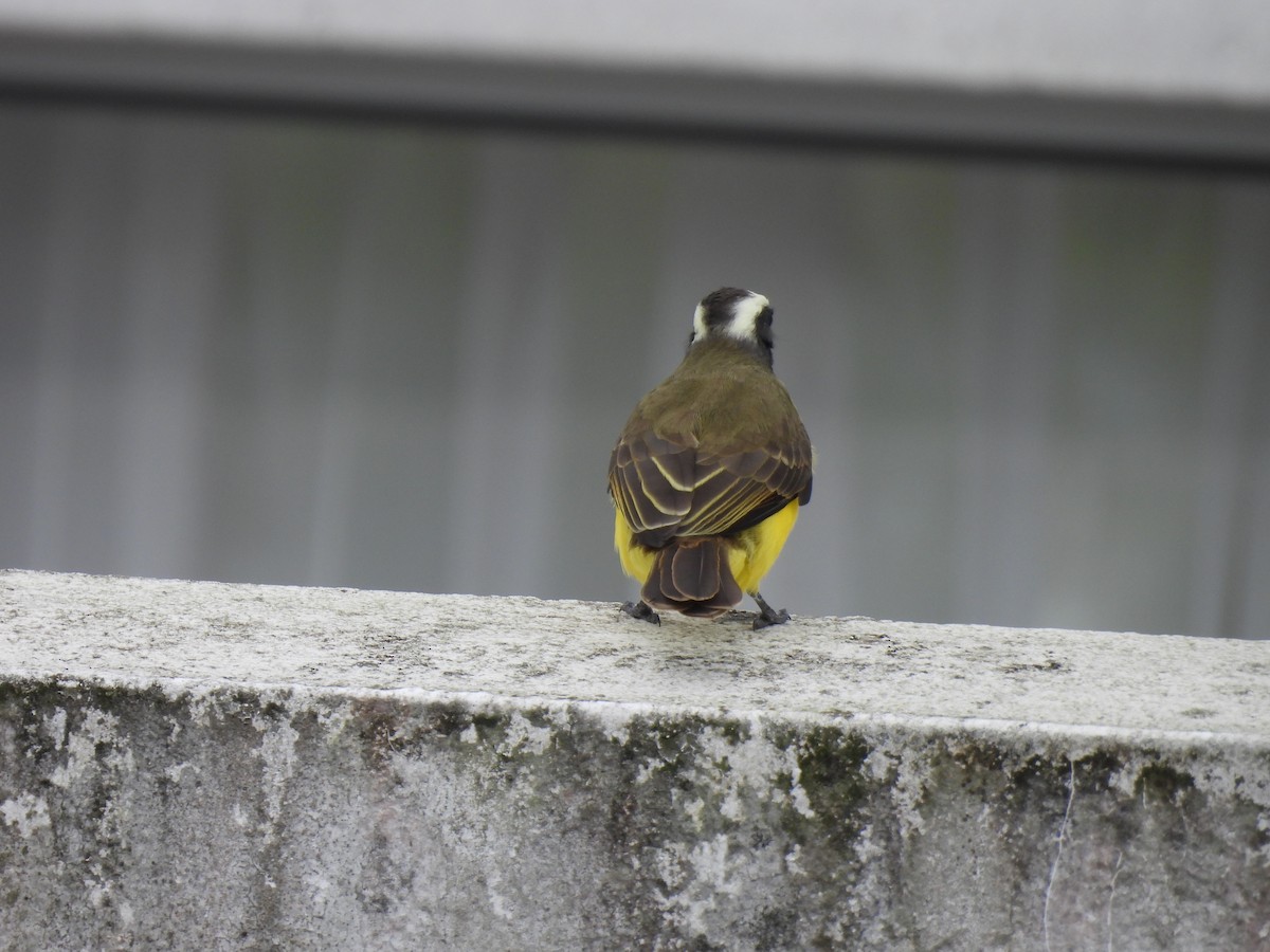 Social Flycatcher - ML644069464