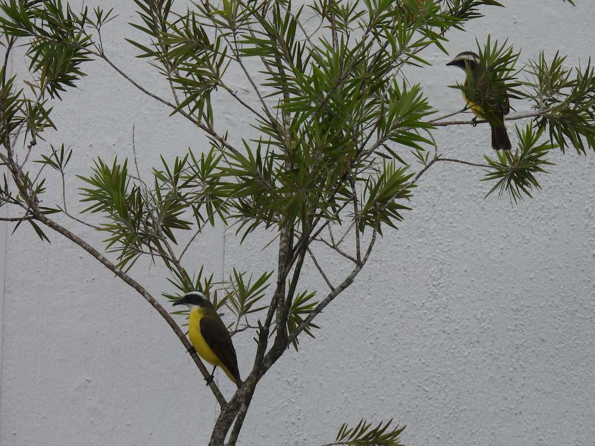 Social Flycatcher - ML644069465