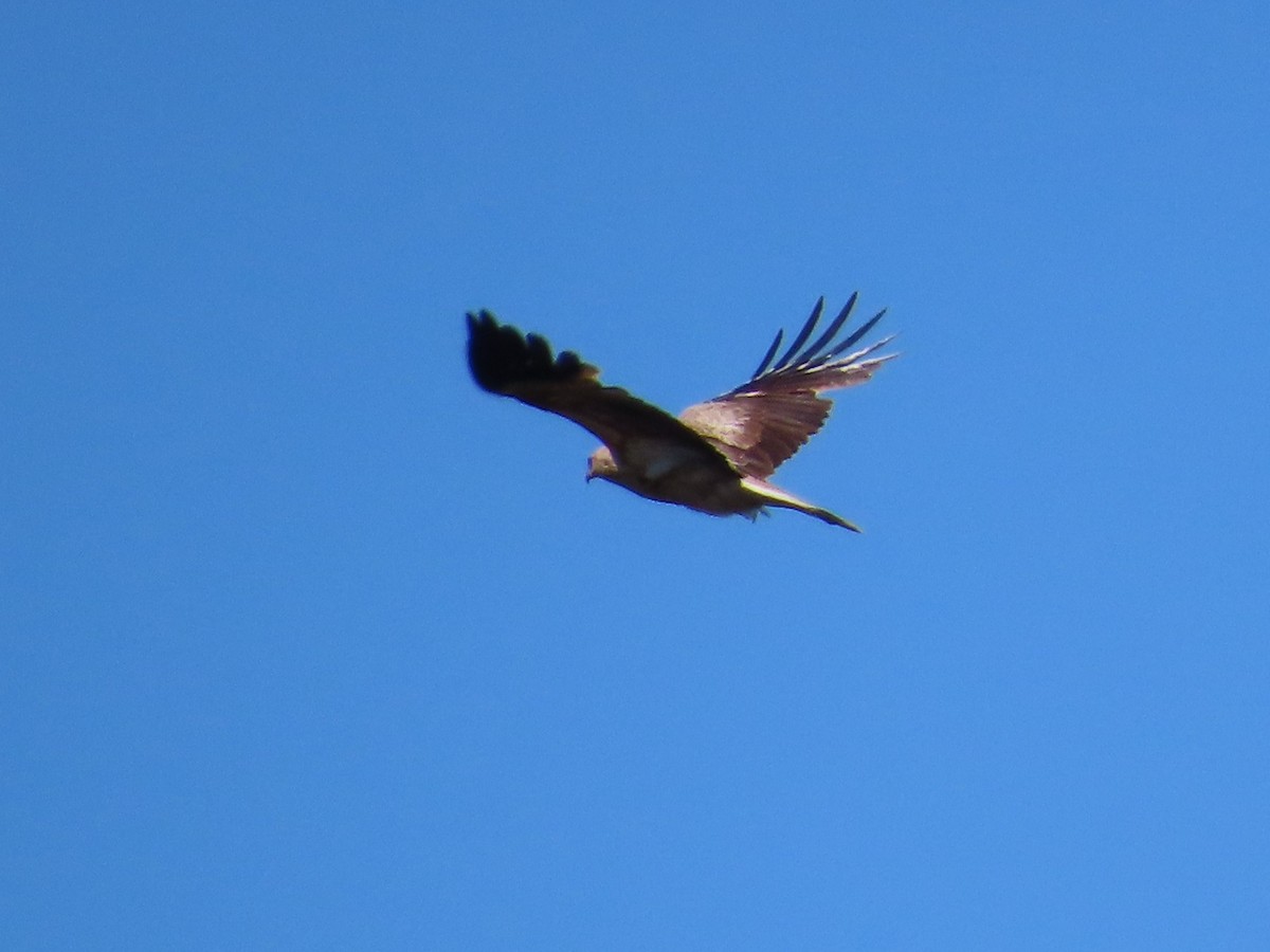 Whistling Kite - ML644069472