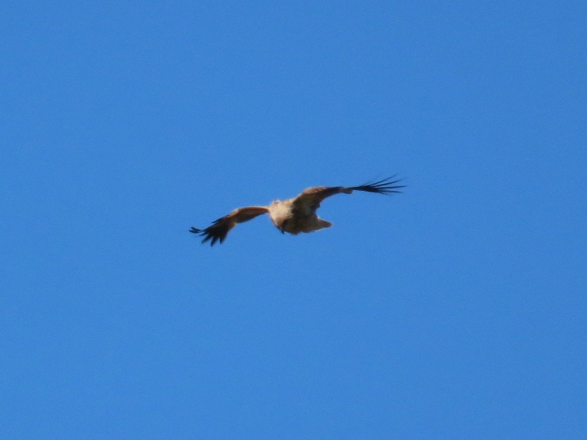 Whistling Kite - ML644069473