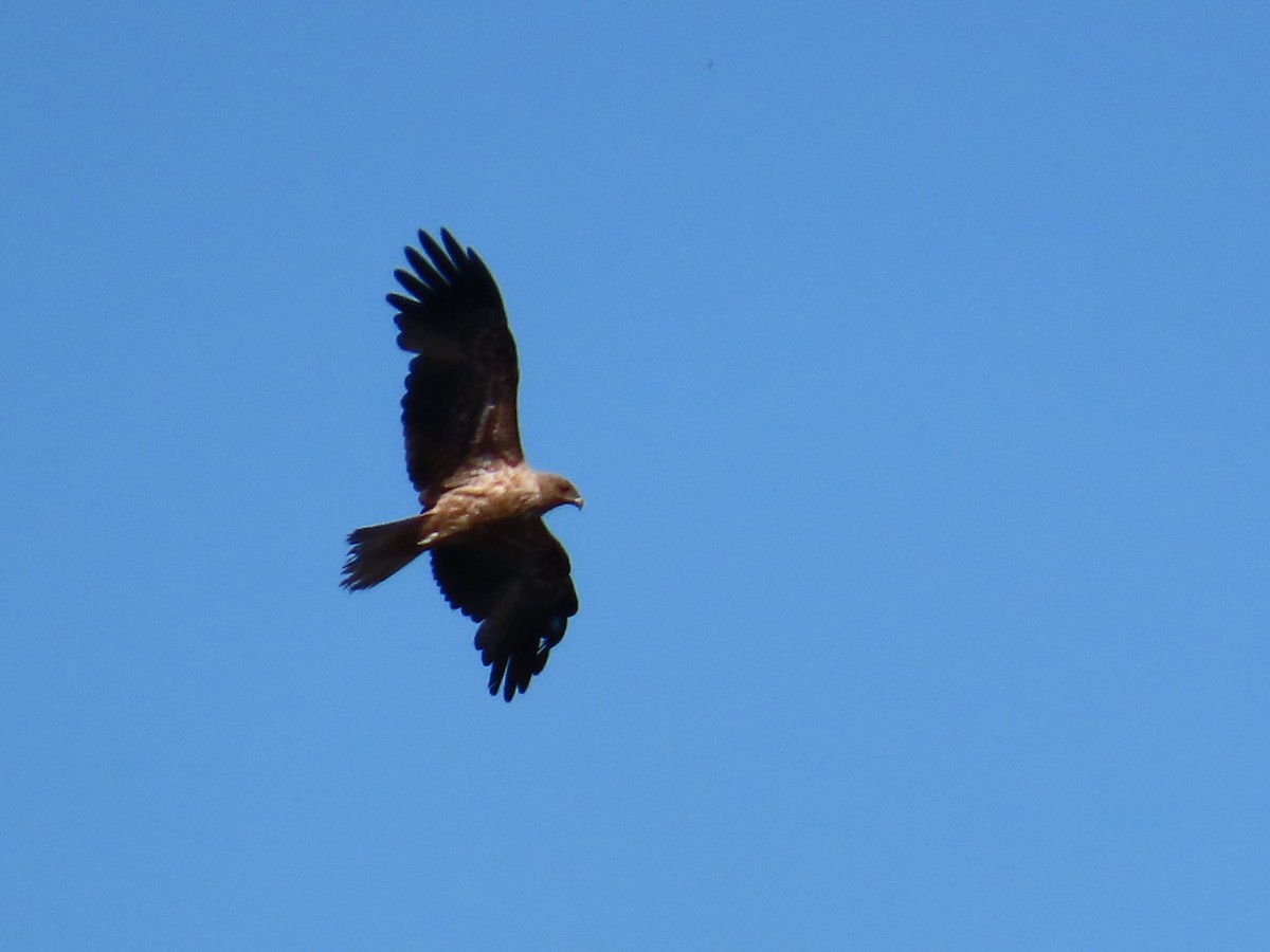 Whistling Kite - ML644069474