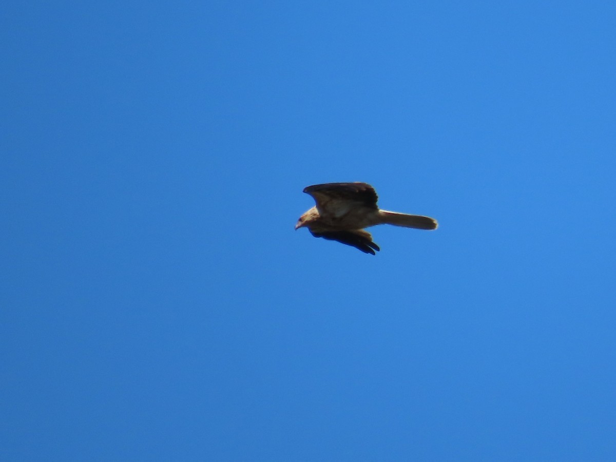 Whistling Kite - ML644069475