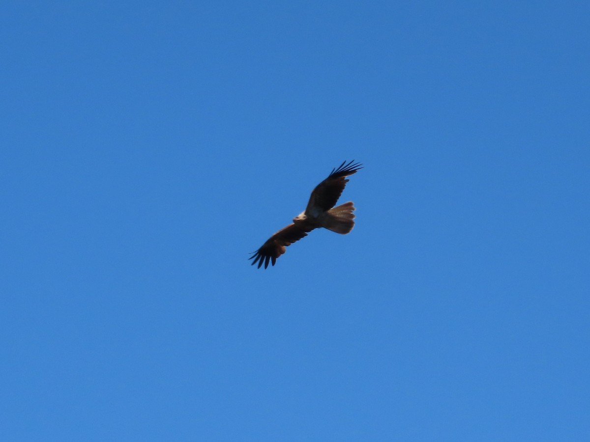 Whistling Kite - ML644069476