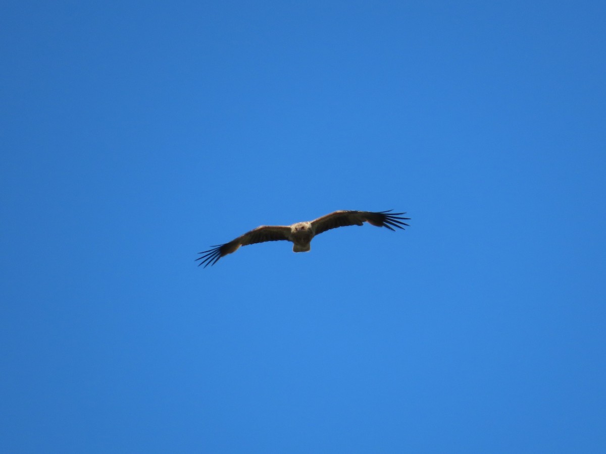 Whistling Kite - ML644069477