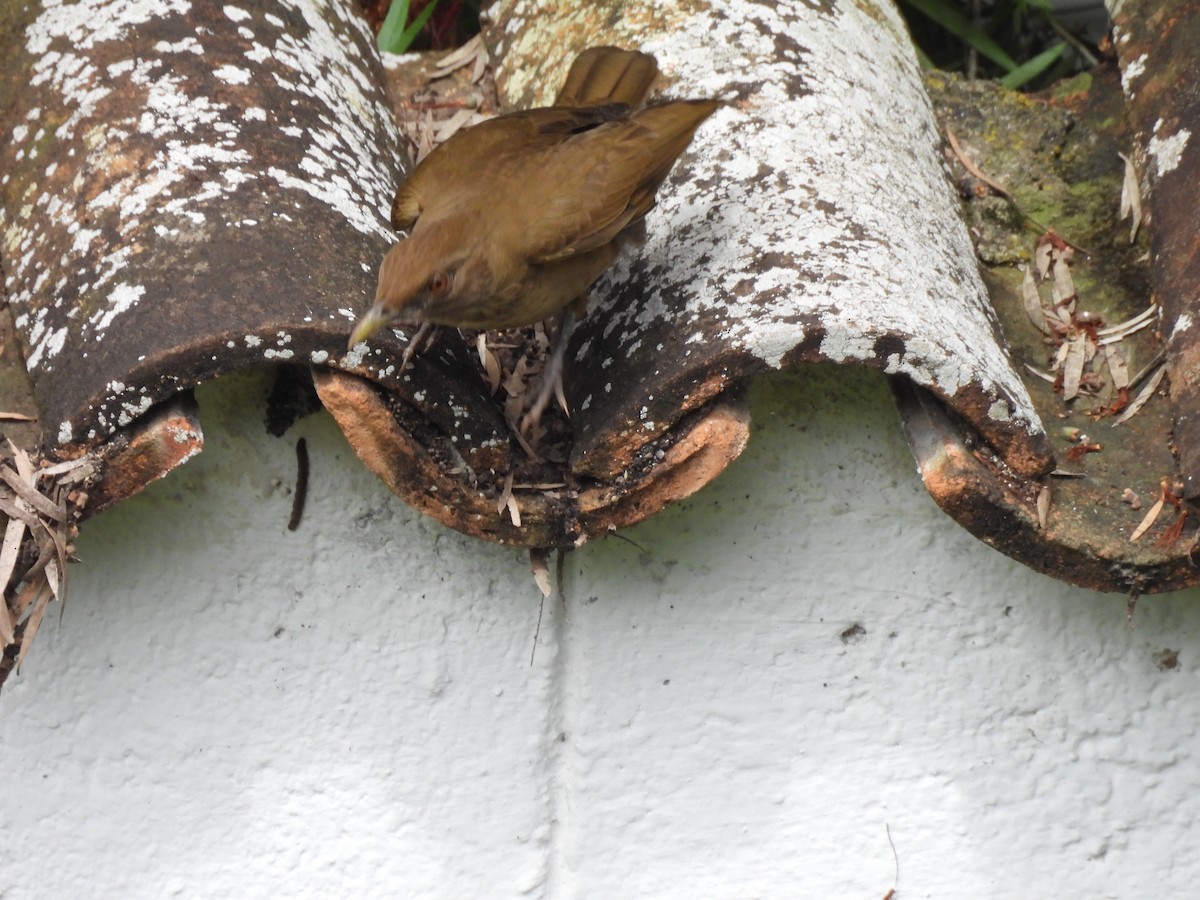 Clay-colored Thrush - ML644069479