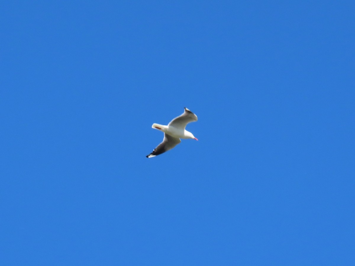 Silver Gull - ML644069480