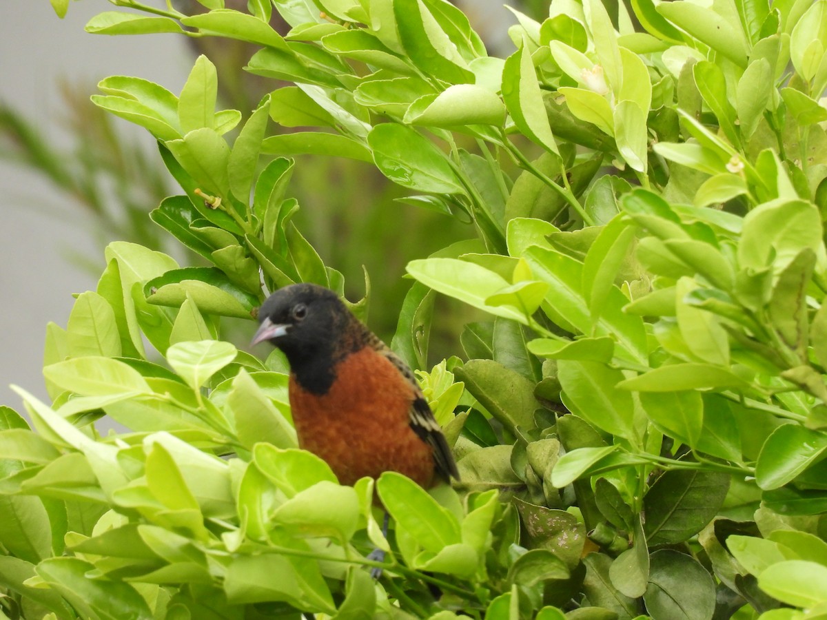 Orchard Oriole - ML644069484