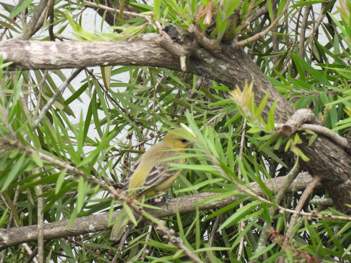 Orchard Oriole - ML644069485