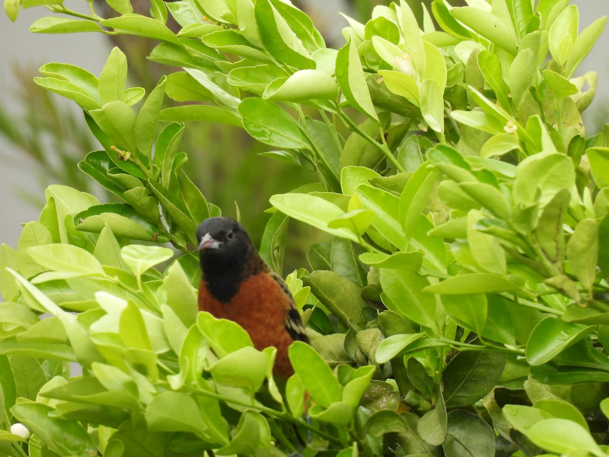 Orchard Oriole - ML644069486