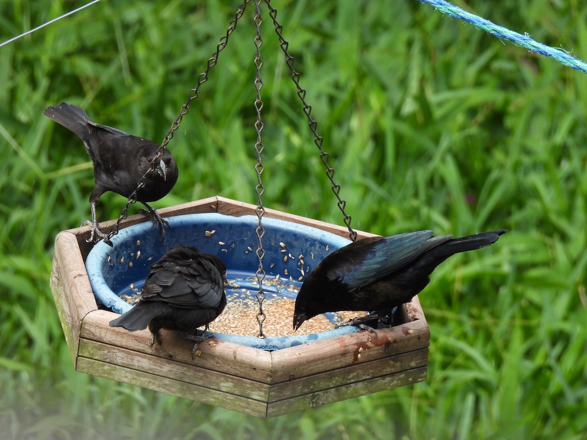 Bronzed Cowbird - ML644069487