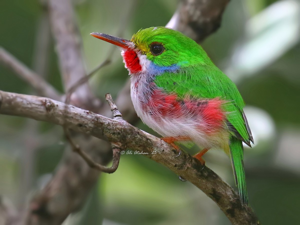 Cuban Tody - ML644069489