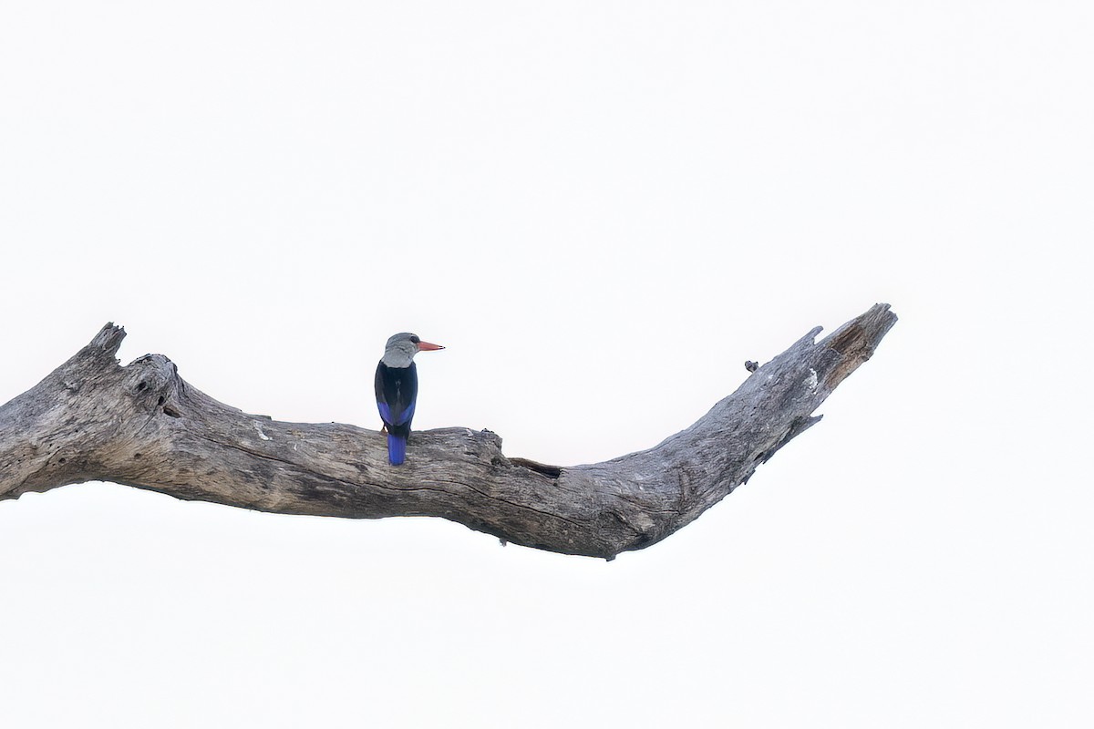 Alción Cabeciblanco - ML644069491