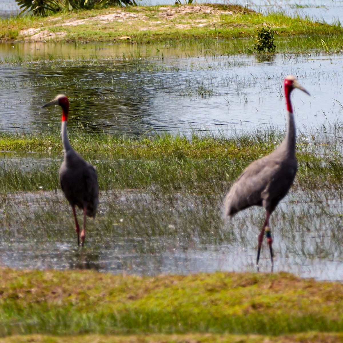 Sarus Crane - ML644069492