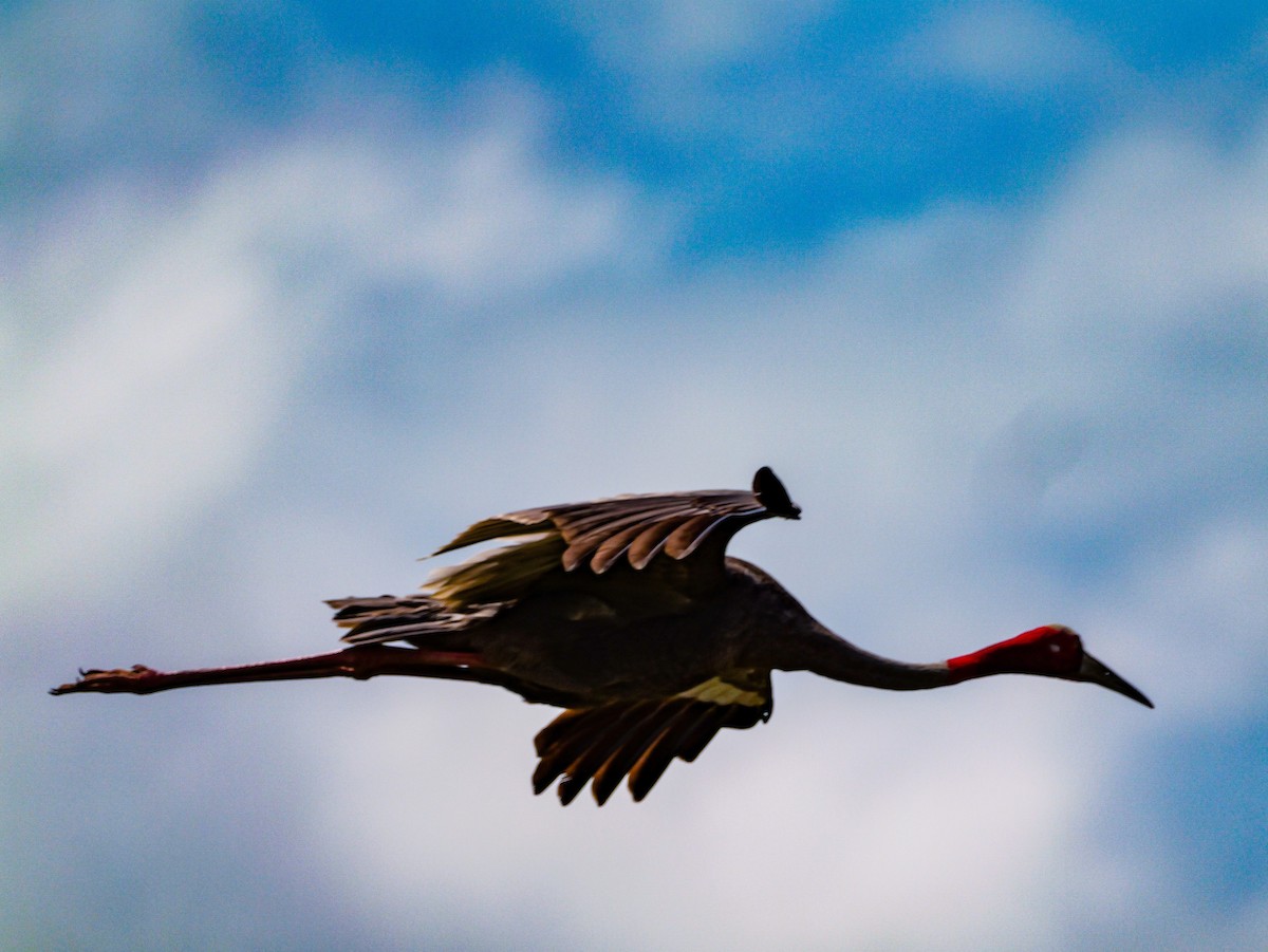 Sarus Crane - ML644069493